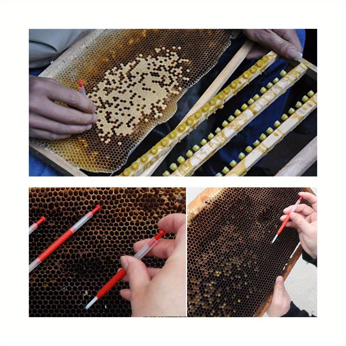 Queen Bee Grafting Tools 10 Piece Set for Beekeeping