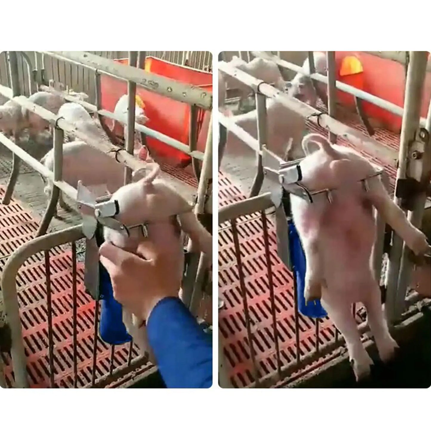 Large Pig Castration Rack