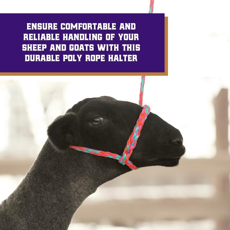 Adjustable Braided Pink and Blue Sheep Halter with Metal Ring