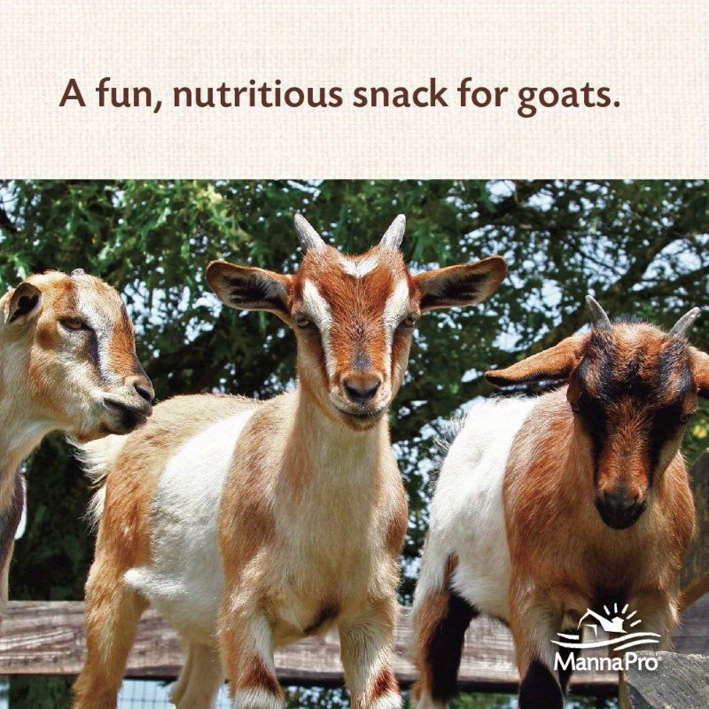 Goat Treats With Oatmeal Licorice Flavor 6 Lbs All Goats