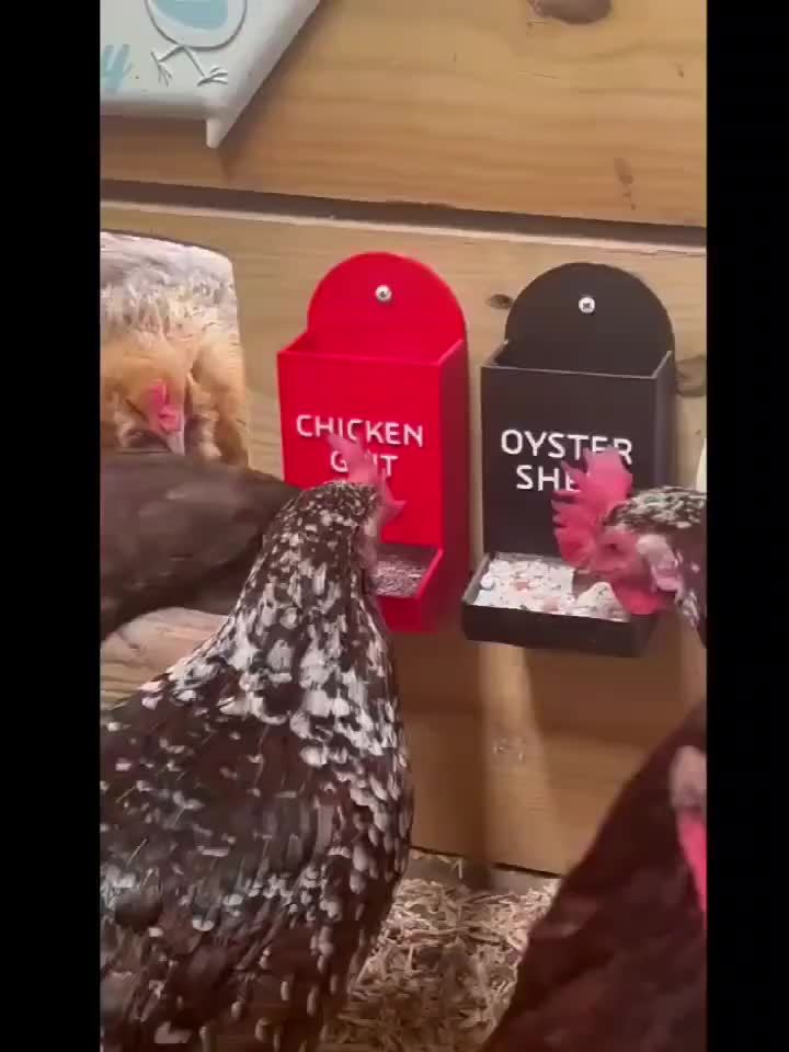 Hanging Oyster Shell Feeder for Chickens Durable Easy Fill