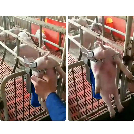Large Pig Castration Rack