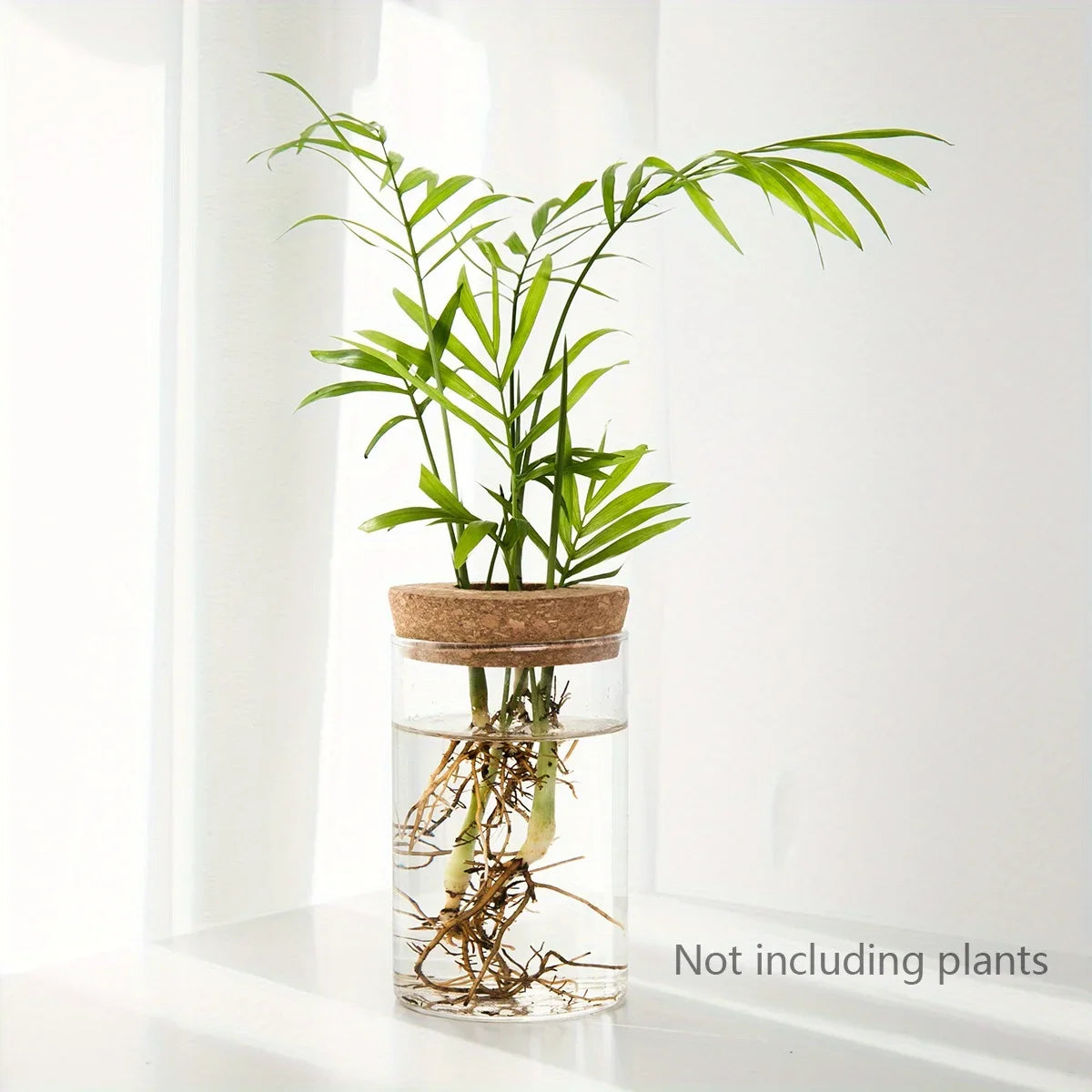 Hydroponics Plants Desktop Glass Planter Vase