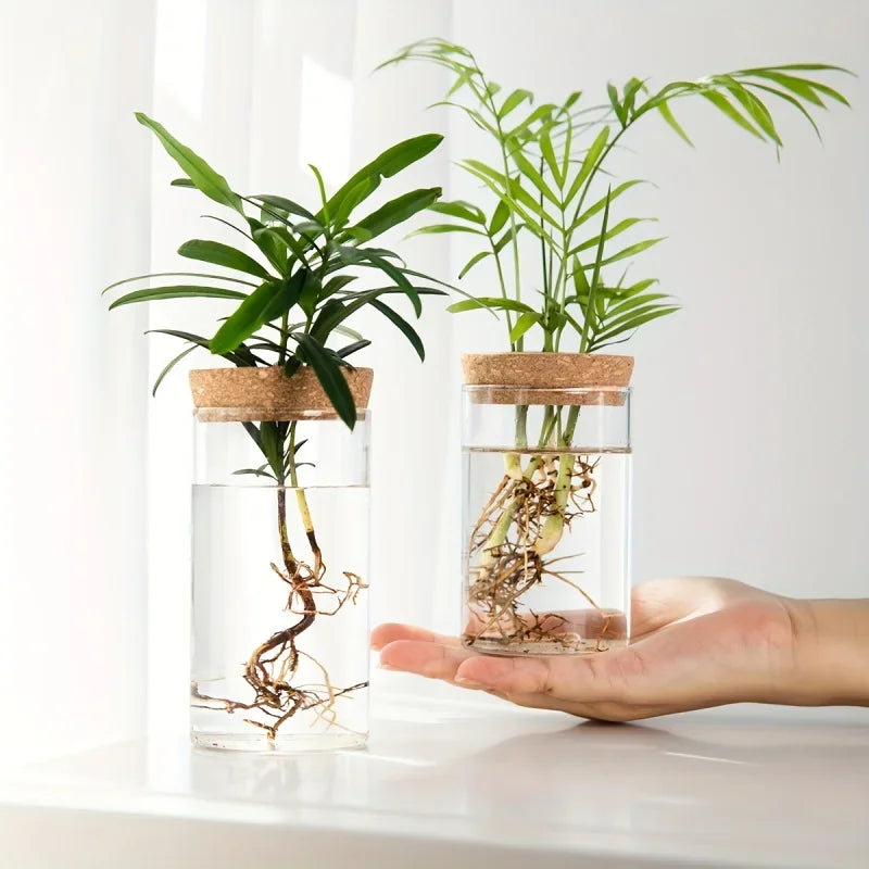 Hydroponics Plants Desktop Glass Planter Vase