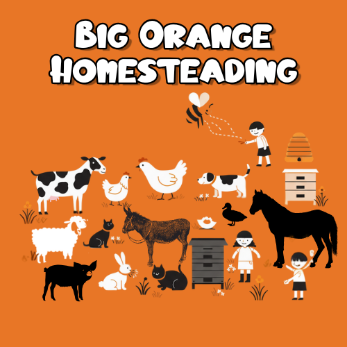 Big Orange Homesteading